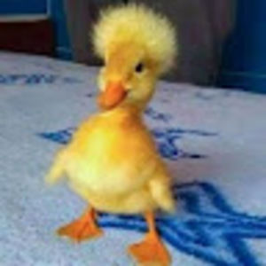 Meet your Posher, Katie